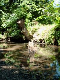<img200*0:stuff/FP_BradleyWoods_022.jpg>