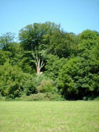 <img200*0:stuff/FP_BradleyWoods_023.jpg>