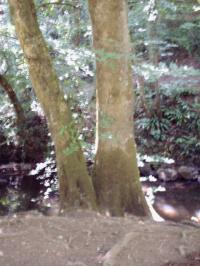 <img200*0:stuff/FP_BradleyWoods_025.jpg>