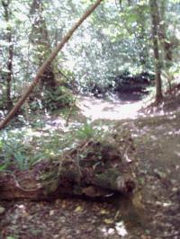 <img200*0:stuff/FP_BradleyWoods_026.jpg>