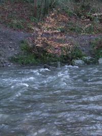 <img200*0:stuff/FP_BradleyWoods_030.jpg>