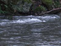 <img200*0:stuff/FP_BradleyWoods_033.jpg>