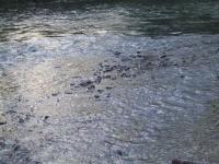 <img200*0:stuff/FP_BradleyWoods_034.jpg>