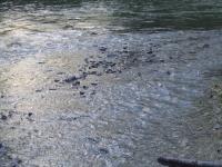 <img200*0:stuff/FP_BradleyWoods_035.jpg>