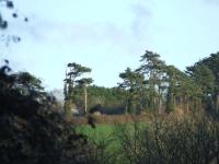 <img200*0:stuff/FP_BradleyWoods_044.jpg>