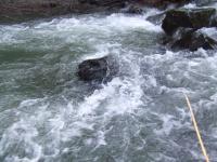 <img200*0:stuff/FP_BradleyWoods_047.jpg>