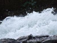 <img200*0:stuff/FP_BradleyWoods_078.jpg>