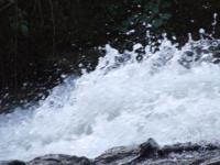 <img200*0:stuff/FP_BradleyWoods_079.jpg>
