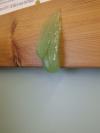 <img100*0:stuff/FP_ChemistryLesson_SlimePrac_003.jpg>