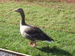 <img150*0:stuff/FP_PaigntonZoo_002.jpg>