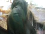 <img150*0:stuff/FP_PaigntonZoo_007.jpg>
