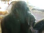 <img150*0:stuff/FP_PaigntonZoo_008.jpg>