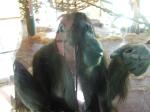 <img150*0:stuff/FP_PaigntonZoo_009.jpg>