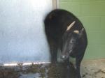 <img150*0:stuff/FP_PaigntonZoo_011.jpg>