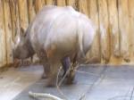 <img150*0:stuff/FP_PaigntonZoo_013.jpg>