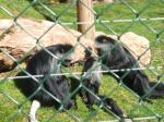 <img150*0:stuff/FP_PaigntonZoo_015.jpg>