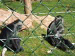 <img150*0:stuff/FP_PaigntonZoo_017.jpg>