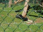 <img150*0:stuff/FP_PaigntonZoo_018.jpg>