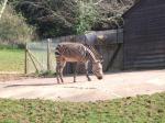 <img150*0:stuff/FP_PaigntonZoo_019.jpg>