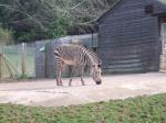 <img150*0:stuff/FP_PaigntonZoo_020.jpg>