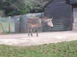 <img150*0:stuff/FP_PaigntonZoo_021.jpg>