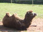 <img150*0:stuff/FP_PaigntonZoo_025.jpg>