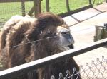 <img150*0:stuff/FP_PaigntonZoo_026.jpg>