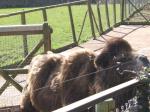 <img150*0:stuff/FP_PaigntonZoo_027.jpg>
