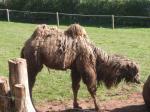 <img150*0:stuff/FP_PaigntonZoo_028.jpg>