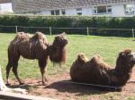 <img150*0:stuff/FP_PaigntonZoo_029.jpg>