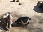 <img150*0:stuff/FP_PaigntonZoo_030.jpg>