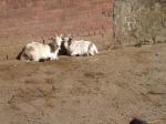 <img150*0:stuff/FP_PaigntonZoo_031.jpg>