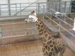 <img150*0:stuff/FP_PaigntonZoo_032.jpg>