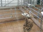 <img150*0:stuff/FP_PaigntonZoo_033.jpg>
