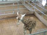 <img150*0:stuff/FP_PaigntonZoo_034.jpg>