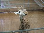 <img150*0:stuff/FP_PaigntonZoo_035.jpg>