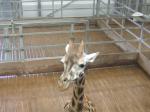 <img150*0:stuff/FP_PaigntonZoo_036.jpg>