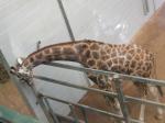 <img150*0:stuff/FP_PaigntonZoo_037.jpg>