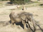 <img150*0:stuff/FP_PaigntonZoo_042.jpg>