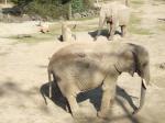 <img150*0:stuff/FP_PaigntonZoo_043.jpg>