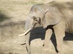 <img150*0:stuff/FP_PaigntonZoo_051.jpg>