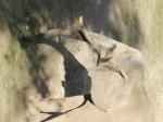 <img150*0:stuff/FP_PaigntonZoo_052.jpg>