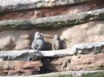 <img150*0:stuff/FP_PaigntonZoo_059.jpg>