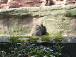 <img150*0:stuff/FP_PaigntonZoo_061.jpg>