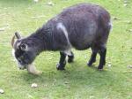 <img150*0:stuff/FP_PaigntonZoo_062.jpg>