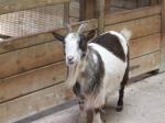 <img150*0:stuff/FP_PaigntonZoo_063.jpg>