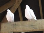 <img150*0:stuff/FP_PaigntonZoo_066.jpg>
