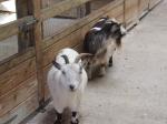 <img150*0:stuff/FP_PaigntonZoo_067.jpg>