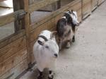 <img150*0:stuff/FP_PaigntonZoo_068.jpg>