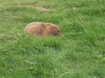 <img150*0:stuff/FP_PaigntonZoo_069.jpg>